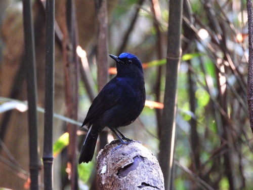 White-tailed Robin